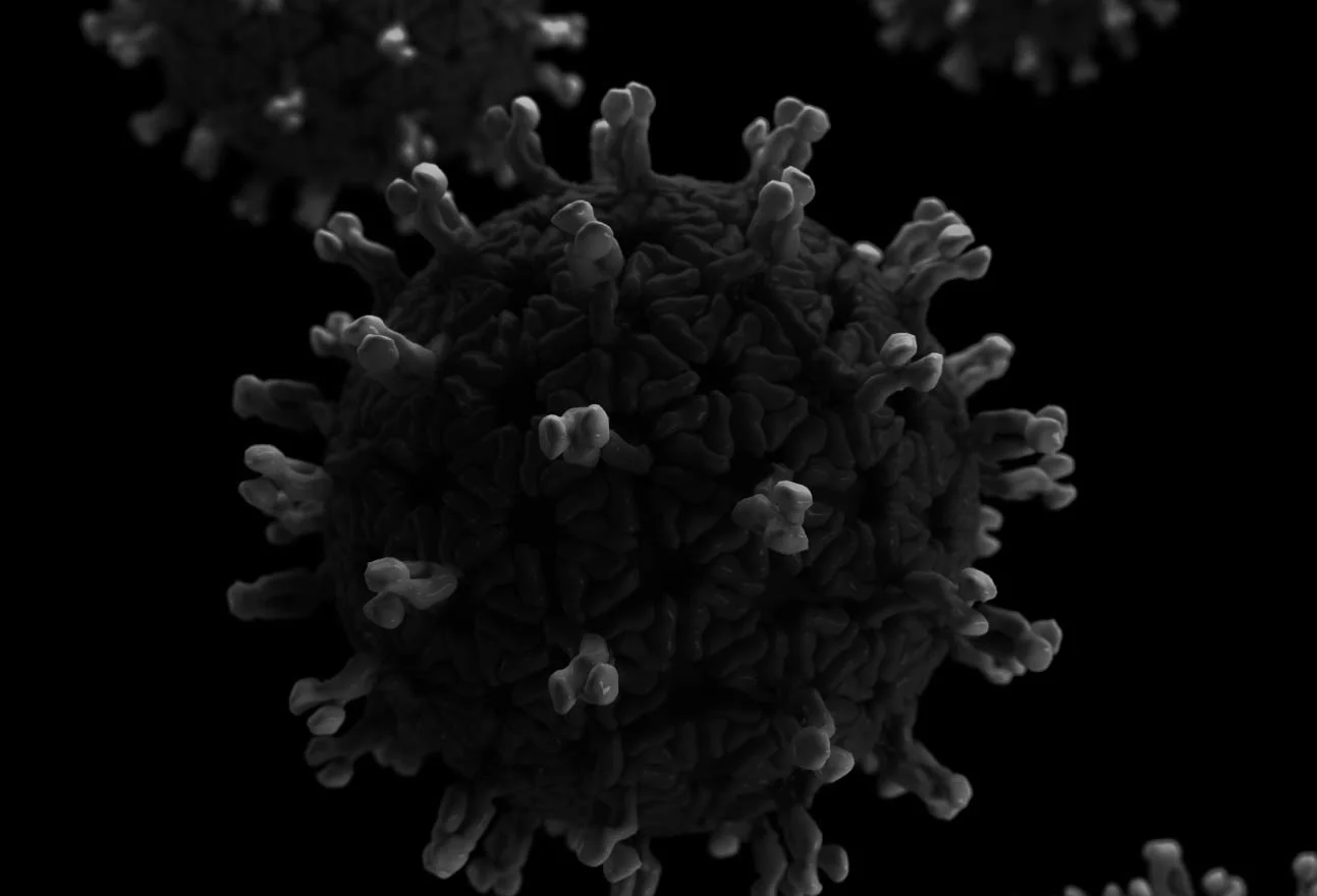 Bacteria