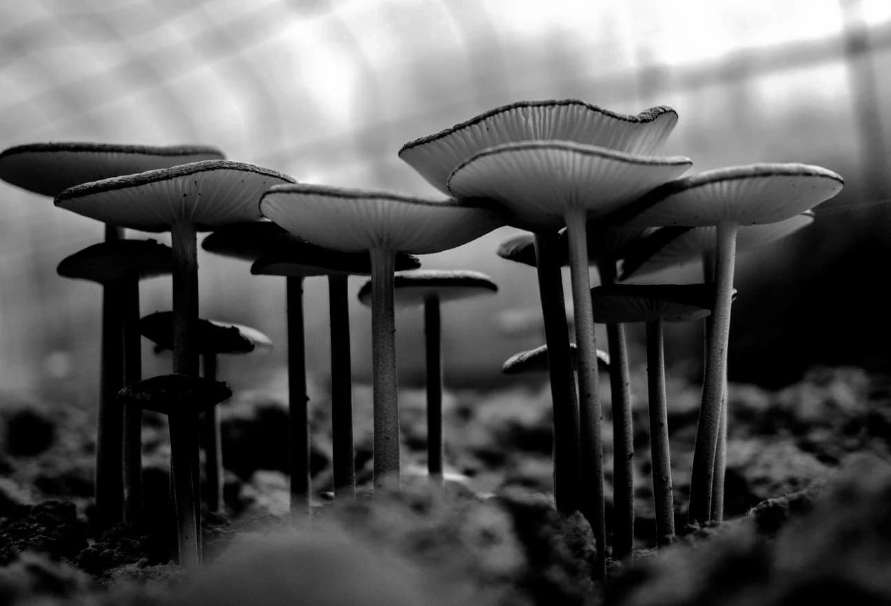 Fungi