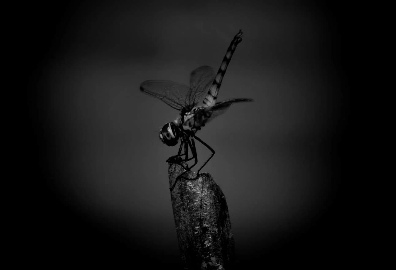 Arthropods